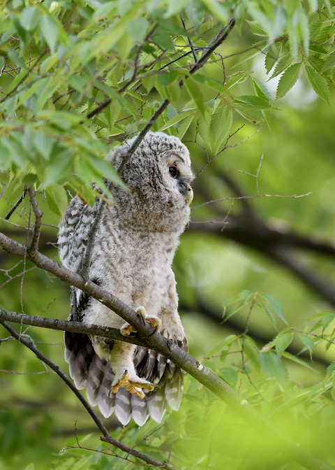 フクロウのヒナ②9150