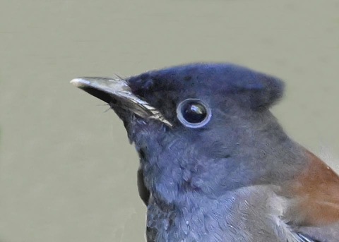 ｻﾝｺｳﾁｮｳ幼鳥0000-01
