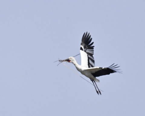 巣材運ぶコウノトリ8334