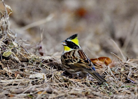 ヤマホオジロ♂6196
