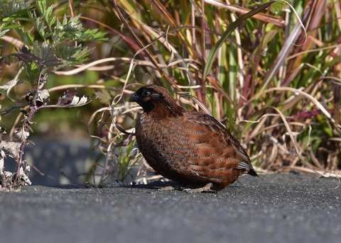 コリンウズラ若鳥2010