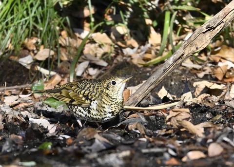 トラツグミ8583