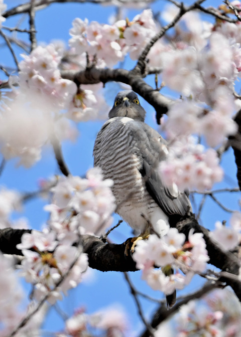 ツミ♀0206