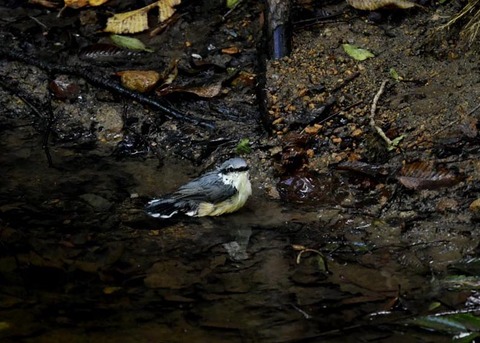 コ゜シ゜ュウカラ7721