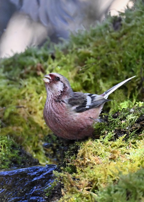 ベニマシコ♂6885