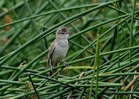 オオヨシキリ幼鳥8600