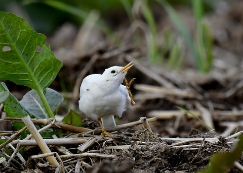 タヒバリ(白化)6665
