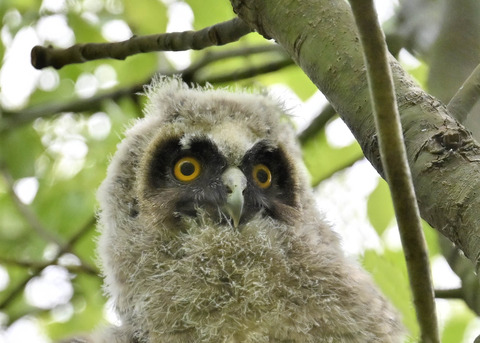 トラフズクのヒナ1327