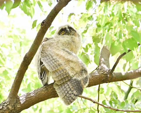トラフズクの雛①2503