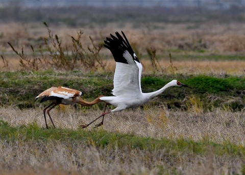 飛ぶ・ソデグロヅル7860