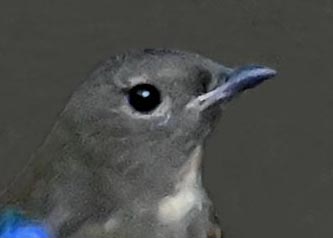 オオルリ幼鳥①6353-01