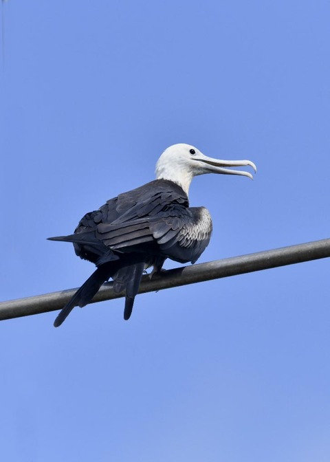 オオグンカンドリ4012