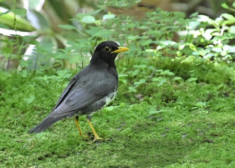 クロツグミ♂4838