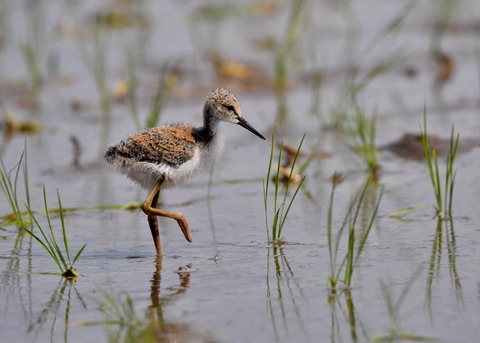 セイタカシギのヒナ5349