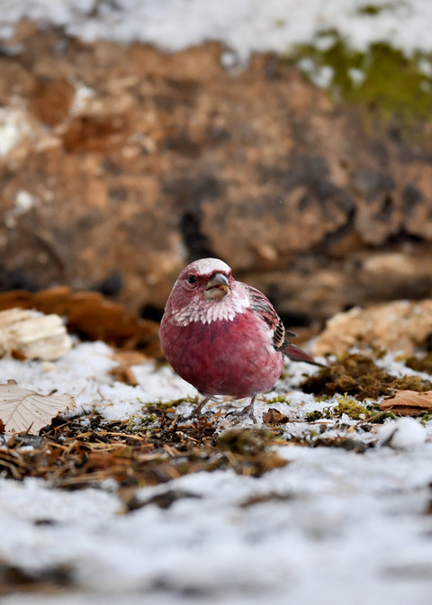 オオマシコ♂3273
