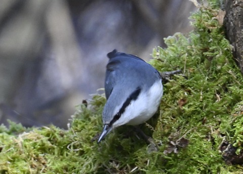 ゴジュウカラ4528