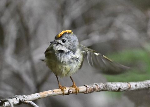 キクイタダキ♂2297