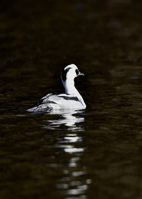 ミコアイサ♂8709