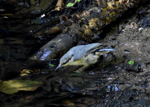 ゴジュウカラ1032