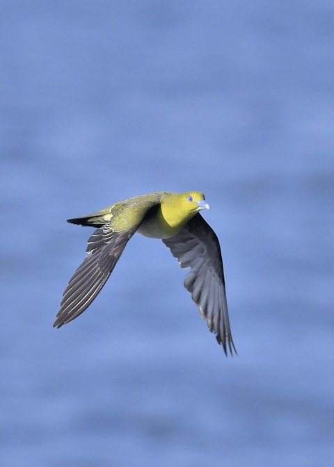 アオバト♀5528