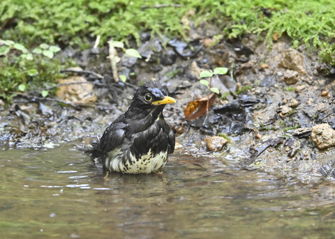 クロツグミ♂4032
