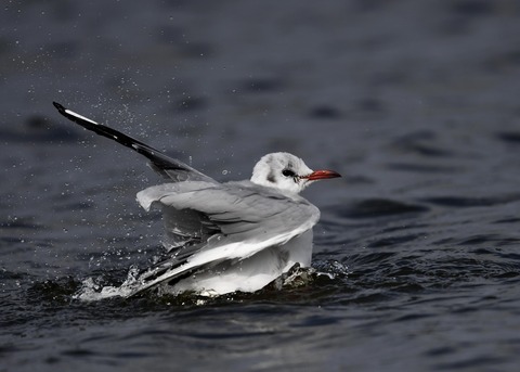 水浴び・ユリカモメ2170