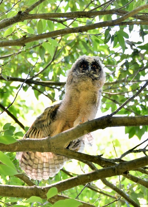 トラフズクのヒナ5348