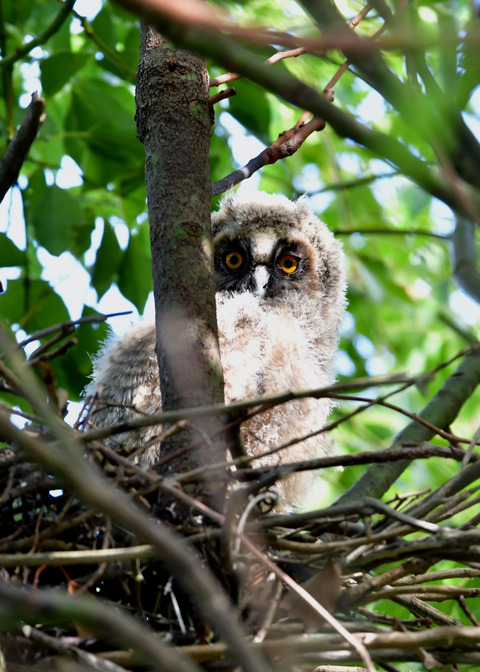 トラフズクのヒナ8045