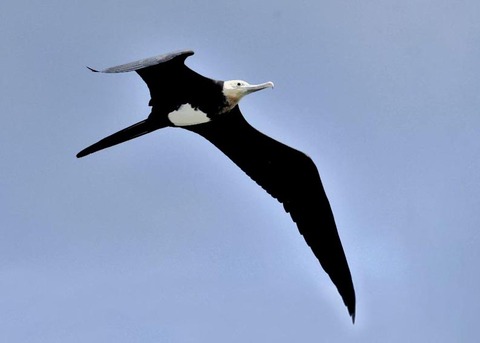 オオグンカンドリB4652