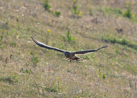 ハイイロチュウヒ♀4030