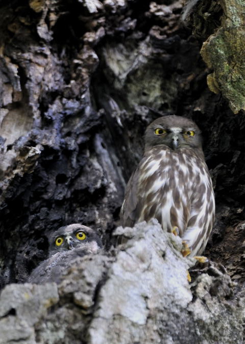 アオバズクのヒナ8010