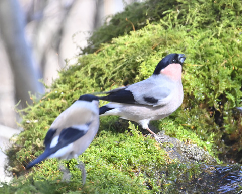 アカウ♂・♀ソ0684