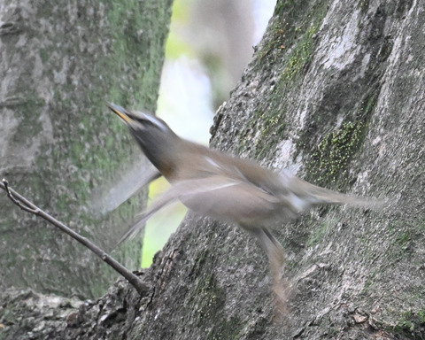 マミチャジナイ2351