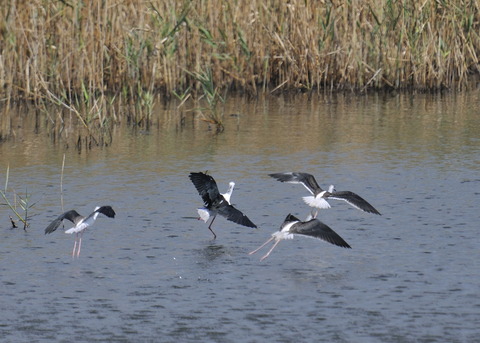 飛ぶ・セイタカシギ0218