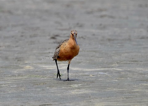 オオソリハシシギ4253