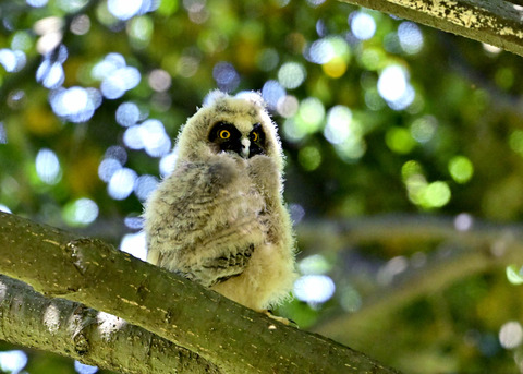 トラフズクのヒナ8048