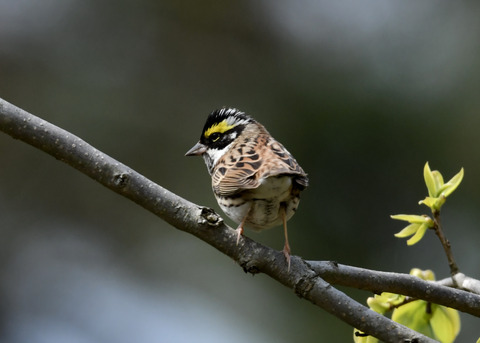 キマユホオジロ♂0816