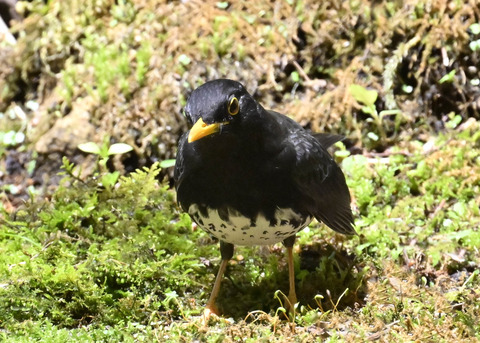 クロツグミ♂3018
