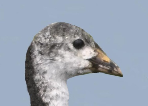 オオバン幼鳥7002