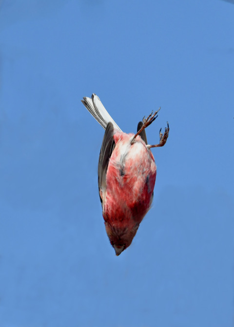 ベニマシコ♂3508