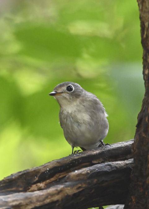コサメビタキ1617