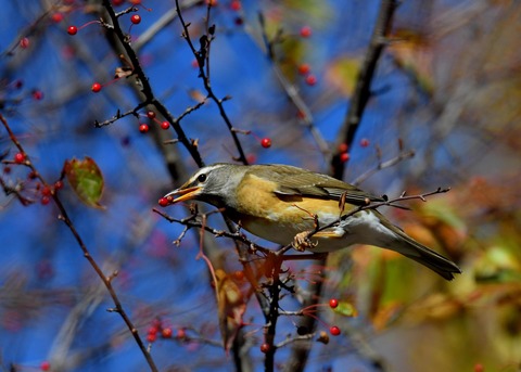 マミチャジナイ0410