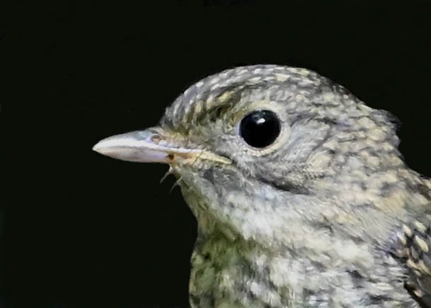 キビタキ幼鳥4000
