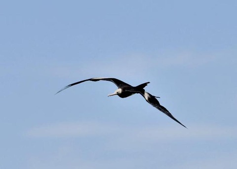 オオグンカンドリ2528