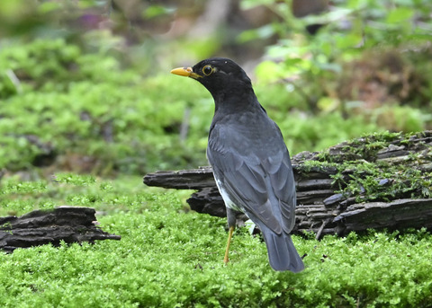 クロツグミ♂5591