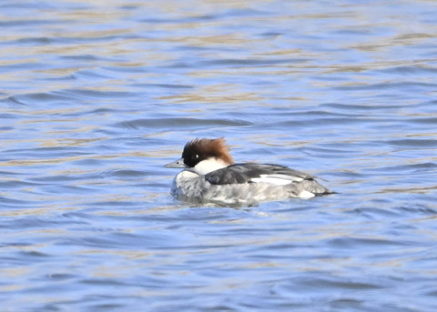 ミコアイサ♀5442