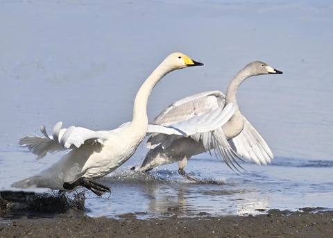 オオハクチョウ3201