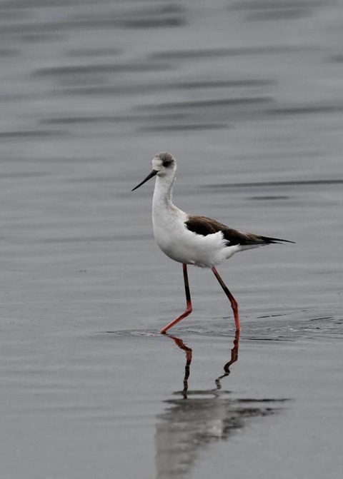 セイタカシギ3951