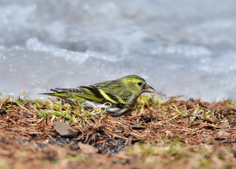 マヒワ♀4272