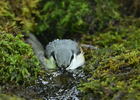 ゴジュウカラ1528